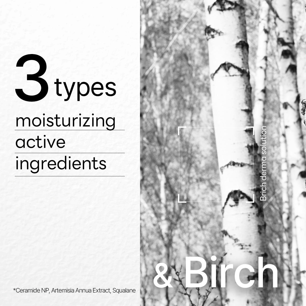 Dermaplus Birch Mask (10 Pack) - [brand_name]