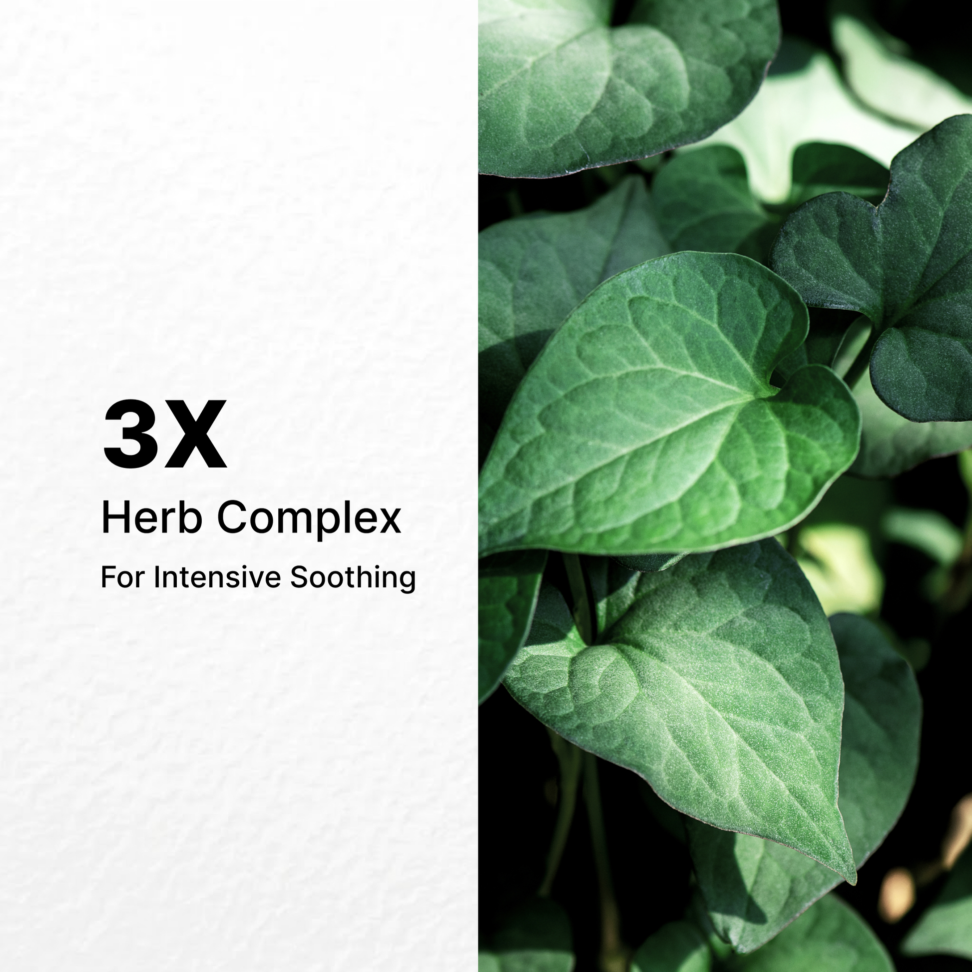 Dermaplus Heartleaf Mask